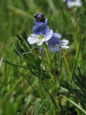 Brightblue speedwell Brightblue speedwell