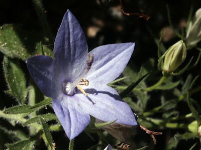 Italian Bellflower