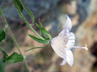 Italian Bellflower
