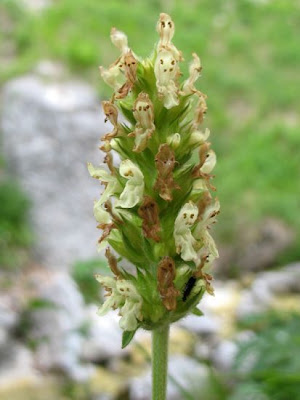 Betonica bianca Betonica bianca