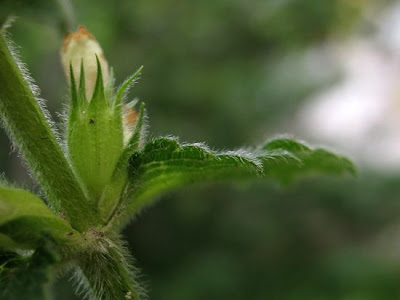 Betonica bianca Betonica bianca