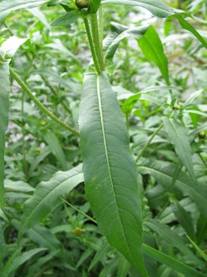 Bidens cernua L.