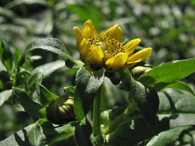 Bidens cernua L.