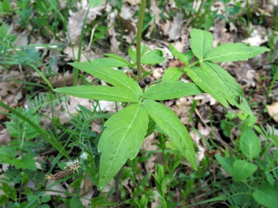 Coralroot bittercress Coralroot bittercress