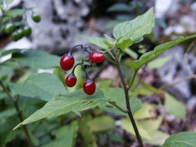 Climbing nightshade Climbing nightshade