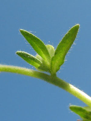 Common speedwell Common speedwell
