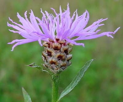 Fiordaliso di Welden