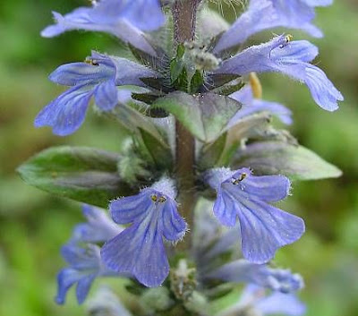 Ajuga reptans L.