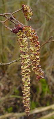 Alnus glutinosa,
black alder,
European alder,
European black alder,
Ontano comune,
Sticky Alder,
swartels