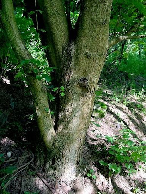 Acer pseudoplatanus L.