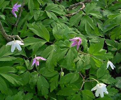 Anemonoides nemorosa (L.) Holub