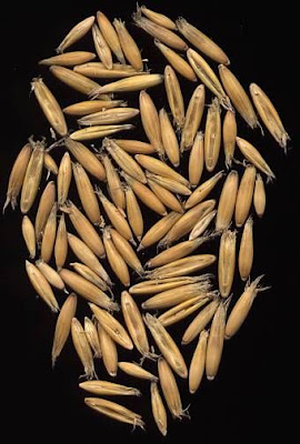 Oatgrass (common)