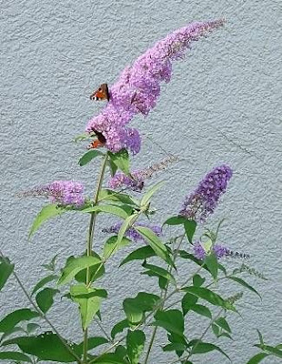 Buddleja,
Butterfly Bush,
butterflybush Buddleja,
Butterfly Bush,
butterflybush