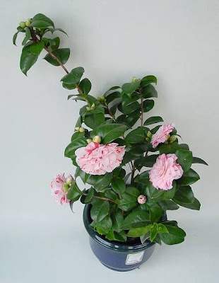 Camellia,
camellia Camellia,
camellia