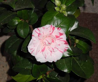 Camellia,
camellia Camellia,
camellia