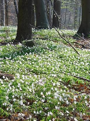 Anemonoides nemorosa (L.) Holub