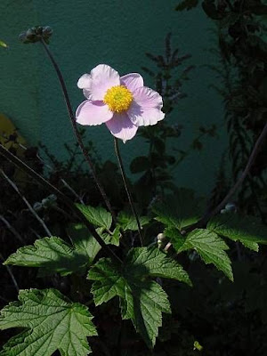 Japanese thimbleweed