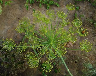 Dill Dill