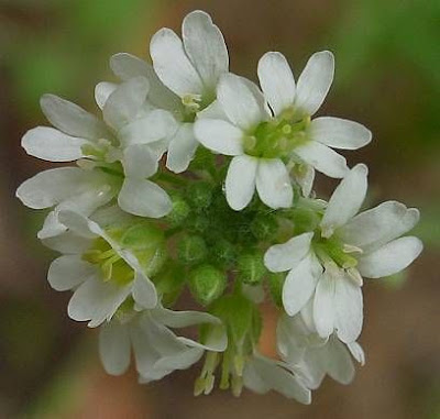 Hoary-alyssum Hoary-alyssum