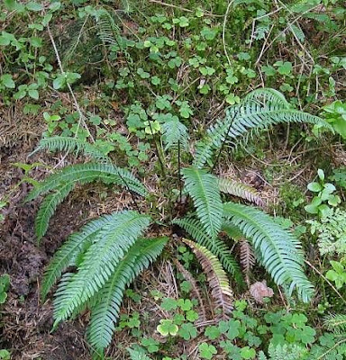 Deer fern Deer fern