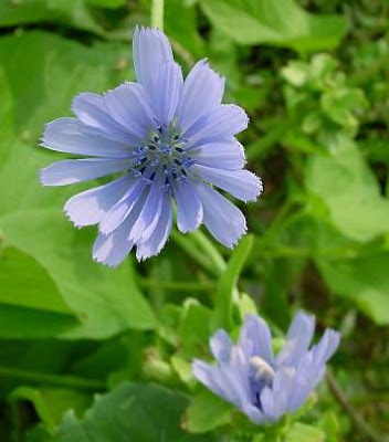 Endivia