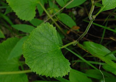 Cavolaccio verde Cavolaccio verde