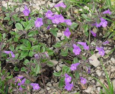 Acinos alpinus (L.) Moench