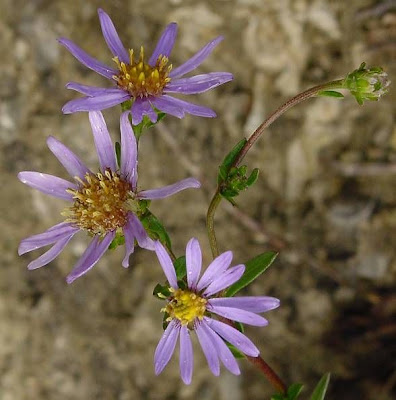 Aster amellus L.