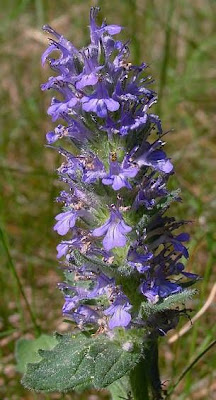 Ajuga genevensis L.