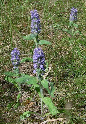 Ajuga genevensis L.