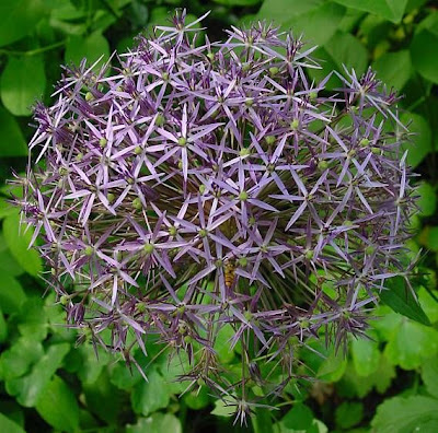 Ail à boule étoilée Ail à boule étoilée