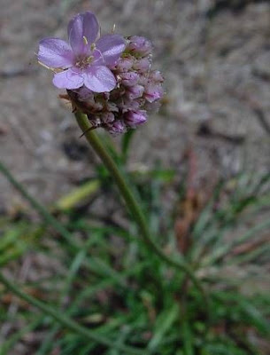 California seapink California seapink
