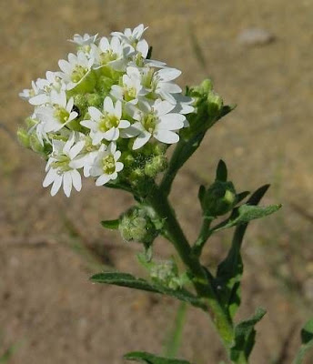 Hoary-alyssum Hoary-alyssum