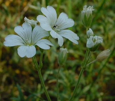 Field mouse-ear