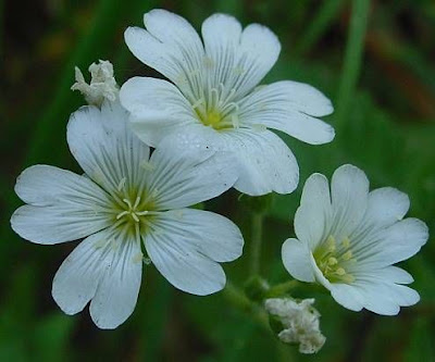 Field mouse-ear
