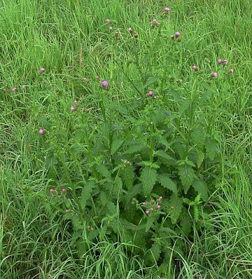 Carduus crispus L.