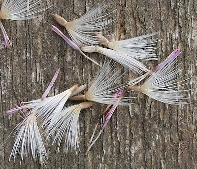 Carduus crispus L.