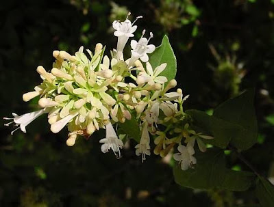 Abelia chinensis