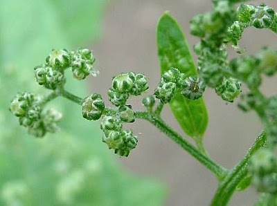 Chenopodium hybridum L.