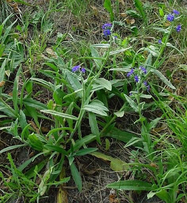 Buglosse officinale Buglosse officinale