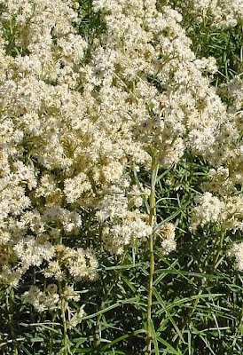 Common pearleverlasting Common pearleverlasting