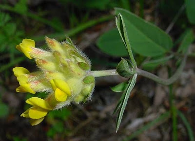 Common kidney-vetch Common kidney-vetch