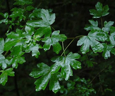Field maple