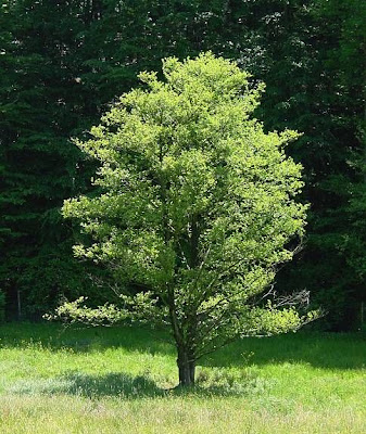 Alnus glutinosa,
black alder,
European alder,
European black alder,
Ontano comune,
Sticky Alder,
swartels