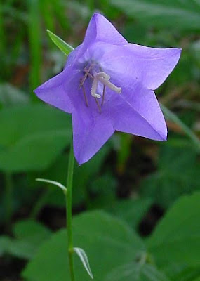 Campanula con foglie di Pesco