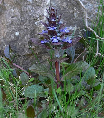 Ajuga reptans L.