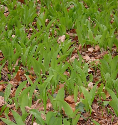 Gypsy onion