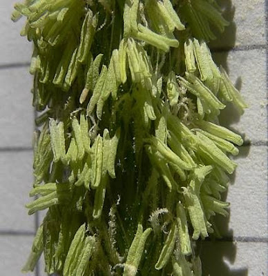Golden foxtail grass