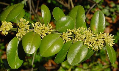 Turkish boxwood
