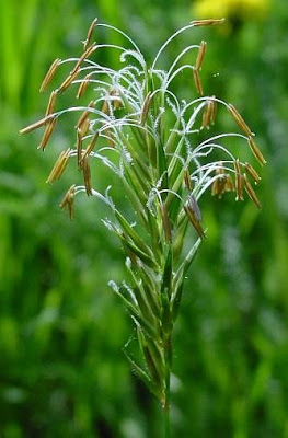 Vernal Grass